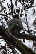 Accipiter nisus
