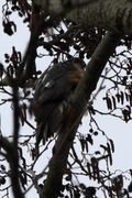 Accipiter nisus