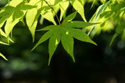 Acer palmatum