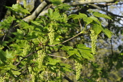 Acer pseudoplatanus