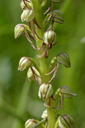 Aceras anthropophorum