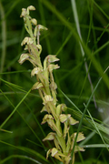 Aceras anthropophorum