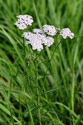 Achillea millefolium