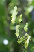 Aconitum altissimum