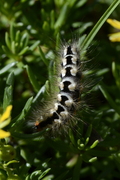 Acronicta euphorbiae