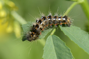 Acronicta rumicis