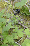 Actaea spicata