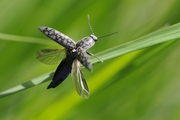 Actenicerus siaelandicus