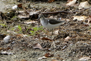 Actitis hypoleucos