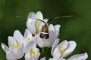 adela-australis001.jpg