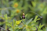 Adela australis