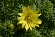 Adonis vernalis