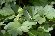 Adoxa moschatellina