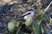 Aegithalos caudatus