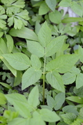 Aegopodium podagraria
