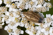 Aelia acuminata