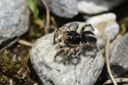 Aelurillus v-insignitus