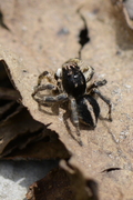 Aelurillus v-insignitus