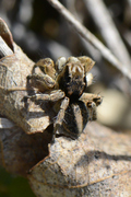 Aelurillus v-insignitus