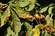 Aesculus hippocastanum