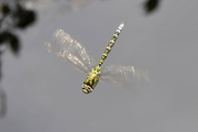 Aeshna cyanea