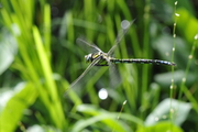 Aeshna cyanea