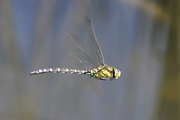 Aeshna cyanea