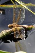 Aeshna grandis