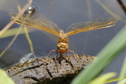 Aeshna grandis