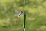 Aeshna isoceles