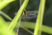 Aeshna isoceles