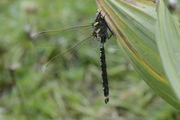 Aeshna juncea