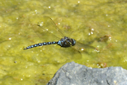 Aeshna juncea