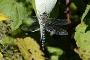Aeshna mixta
