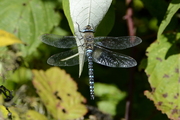 Aeshna mixta