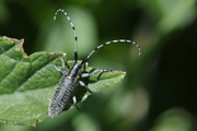 Agapanthia villosoviridescens