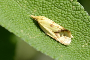 Agapeta hamana