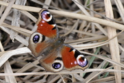 Aglais io