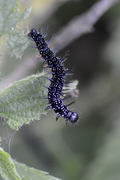 Aglais io