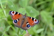 Aglais io