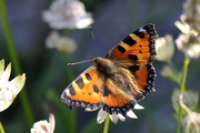 Aglais urticae