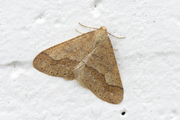 Agriopis marginaria