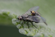 Agromyzidae