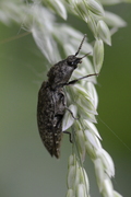 Agrypnus murinus