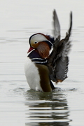 Anseriformes