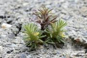 Ajuga chamaepitys