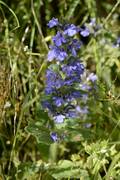 Ajuga genevensis