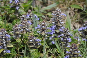 Ajuga reptans