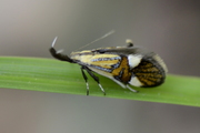 Alabonia geoffrella