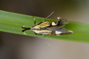 Alabonia geoffrella